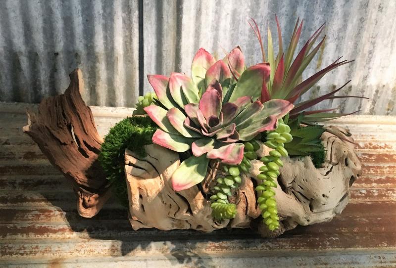 Variety Blend Succulent Log - Click Image to Close